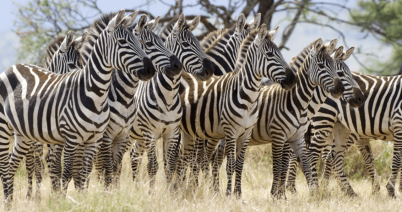 MapaMundi Asia, África y América