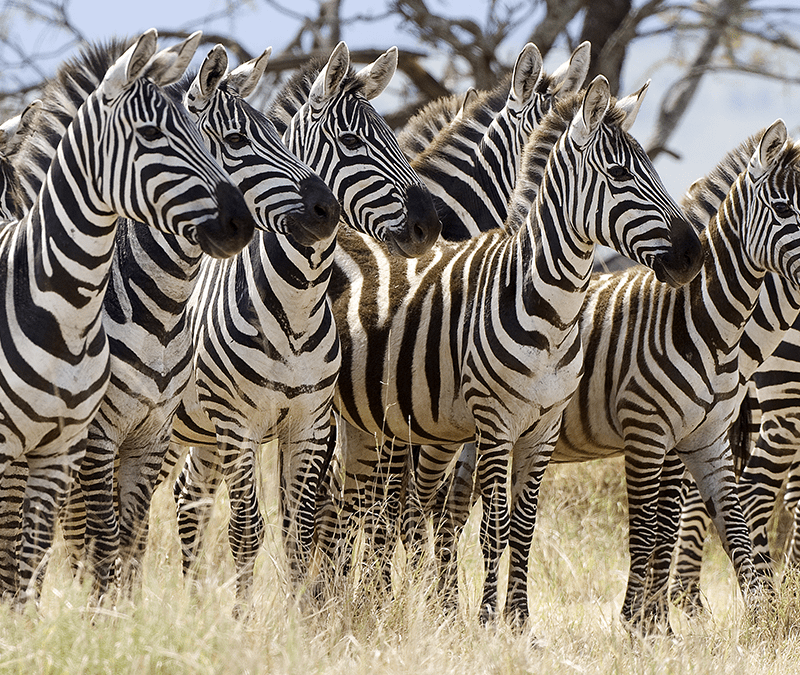 MapaMundi Asia, África y América