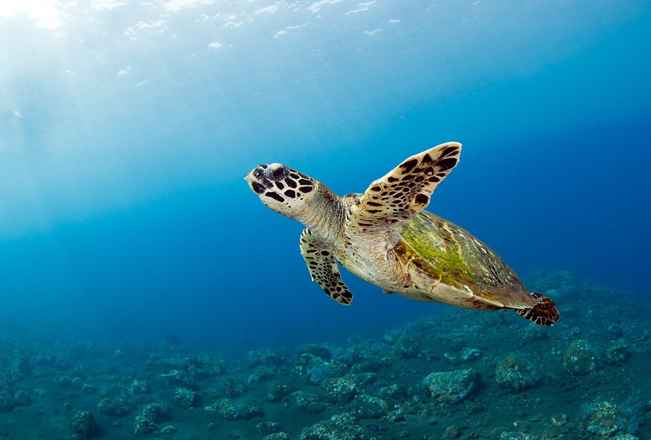 bucear-en-cozumel-tortuga-marina