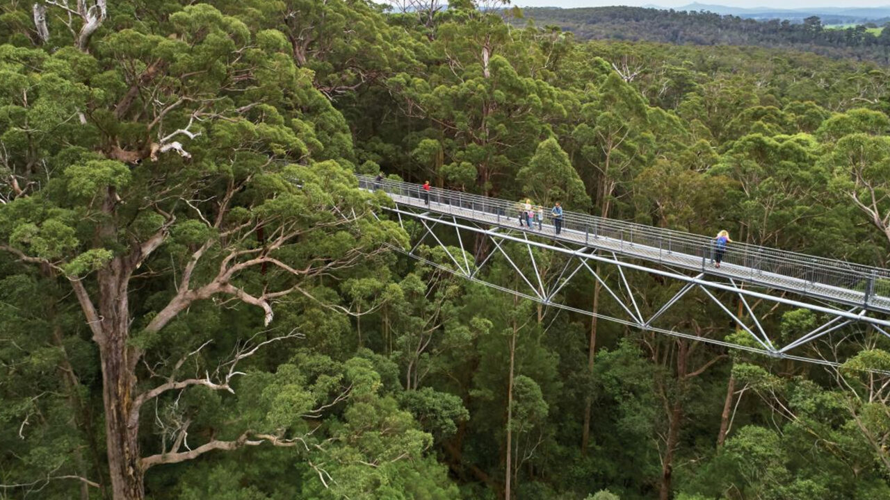 https://travelonica.com/wp-content/uploads/2023/08/Hike-through-the-Valley-of-the-Giants-Tree-Top-Walk-1280x720.jpg