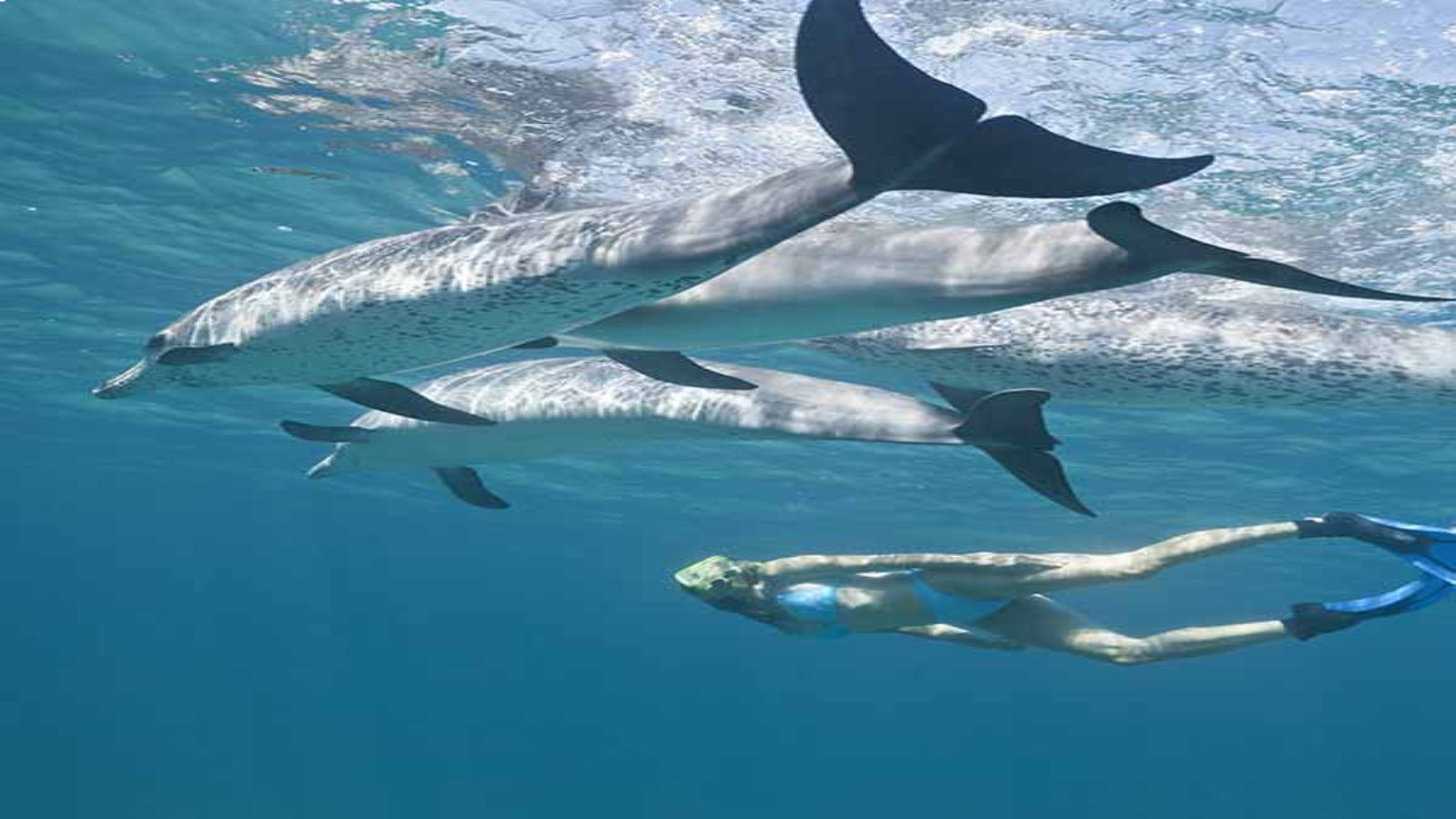 swim-with-dolphins-tour-riviera-maya