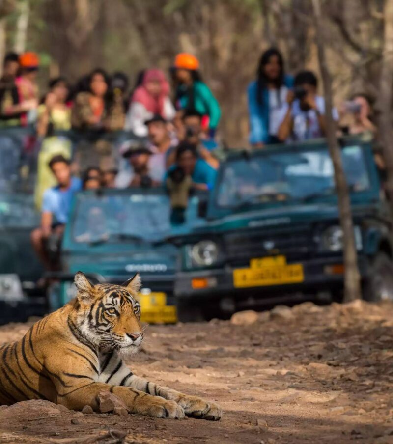 Wildlife Tours In India