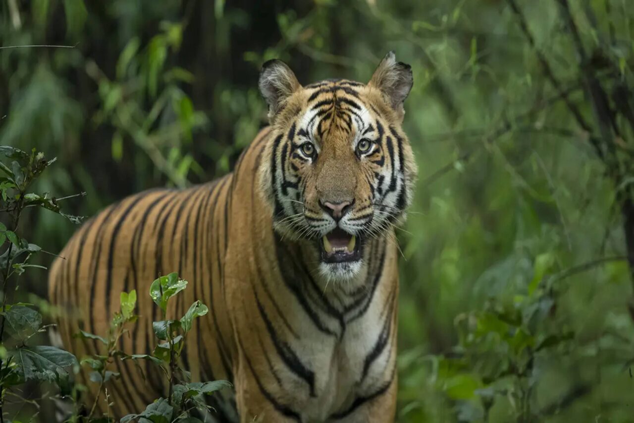 https://travelonica.com/wp-content/uploads/2024/09/Kanha-Bandhavgarh-1280x853.jpg